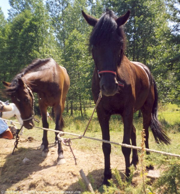 Photo de Poney franais de selle