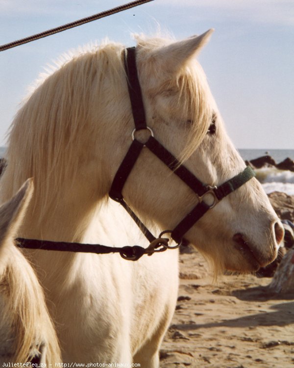 Photo de Camargue