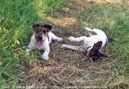 Photo de Jack russell terrier