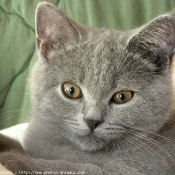 Photo de British shorthair