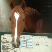 Photo de Poney franais de selle