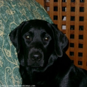 Photo de Labrador retriever