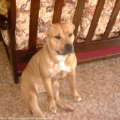 Photo d'American staffordshire terrier