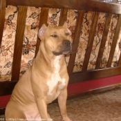 Photo d'American staffordshire terrier