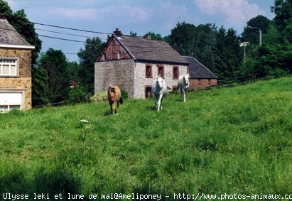 Photo de Races diffrentes