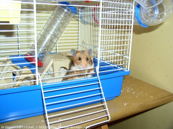 Photo de Hamster