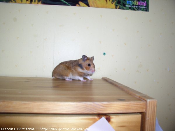 Photo de Hamster