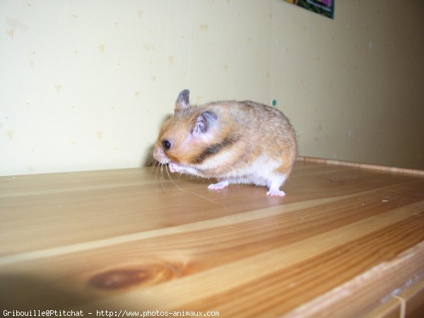 Photo de Hamster