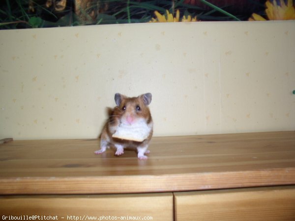 Photo de Hamster