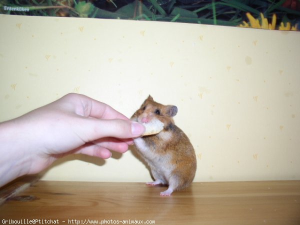 Photo de Hamster