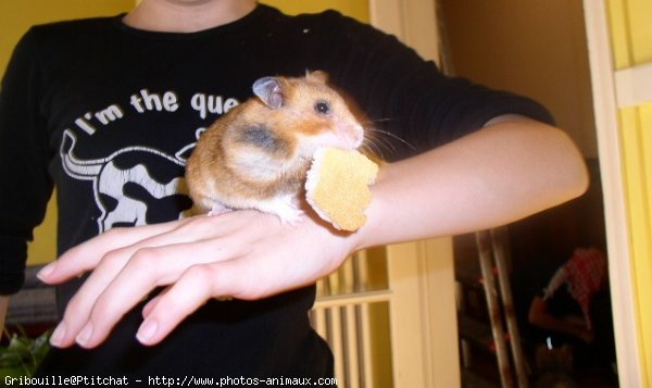 Photo de Hamster