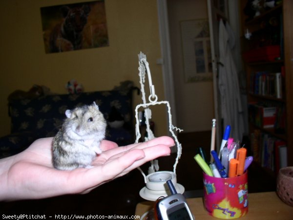 Photo de Hamster