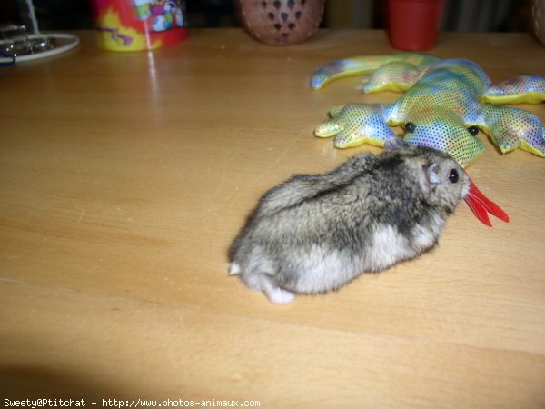 Photo de Hamster