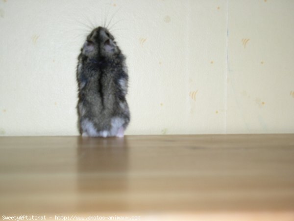 Photo de Hamster