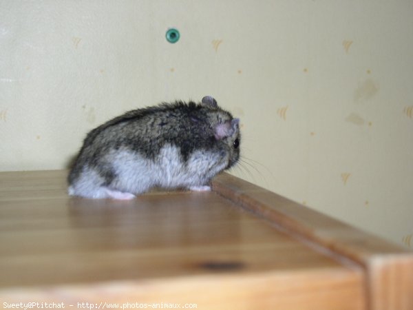 Photo de Hamster