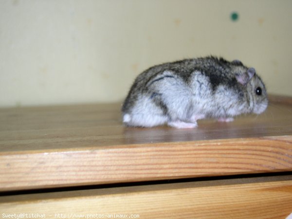 Photo de Hamster