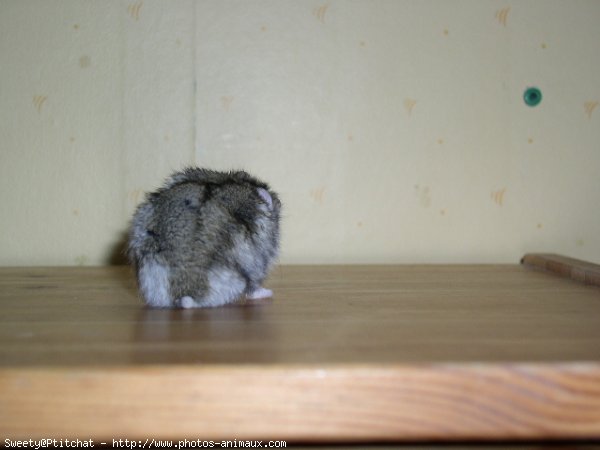 Photo de Hamster