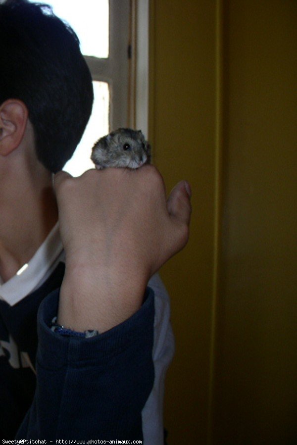 Photo de Hamster