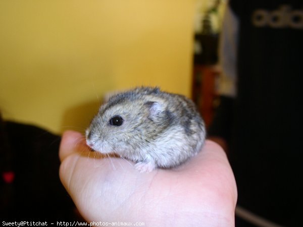 Photo de Hamster