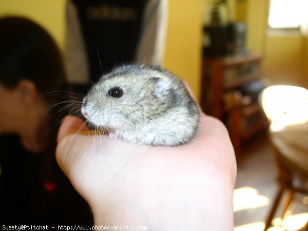 Photo de Hamster