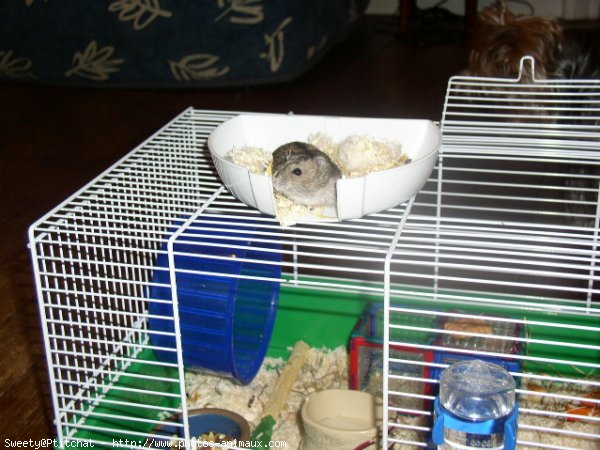 Photo de Hamster