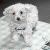 Photo de Bichon  poil fris