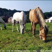 Photo de Races diffrentes