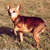 Photo de Pinscher nain