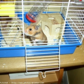 Photo de Hamster