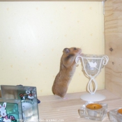 Photo de Hamster