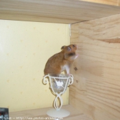 Photo de Hamster