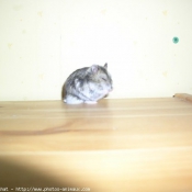 Photo de Hamster