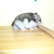 Photo de Hamster