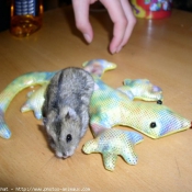 Photo de Hamster