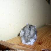 Photo de Hamster