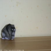 Photo de Hamster