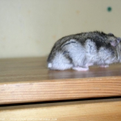 Photo de Hamster