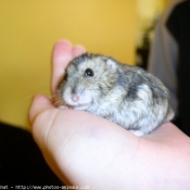 Photo de Hamster