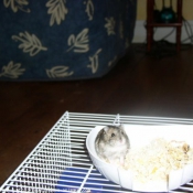 Photo de Hamster