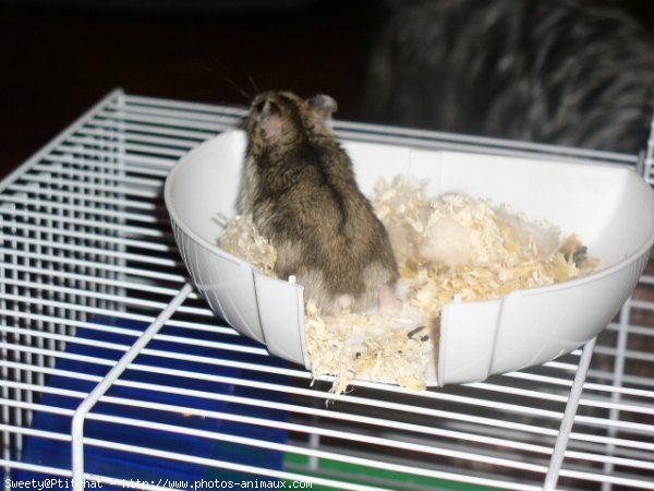 Photo de Hamster