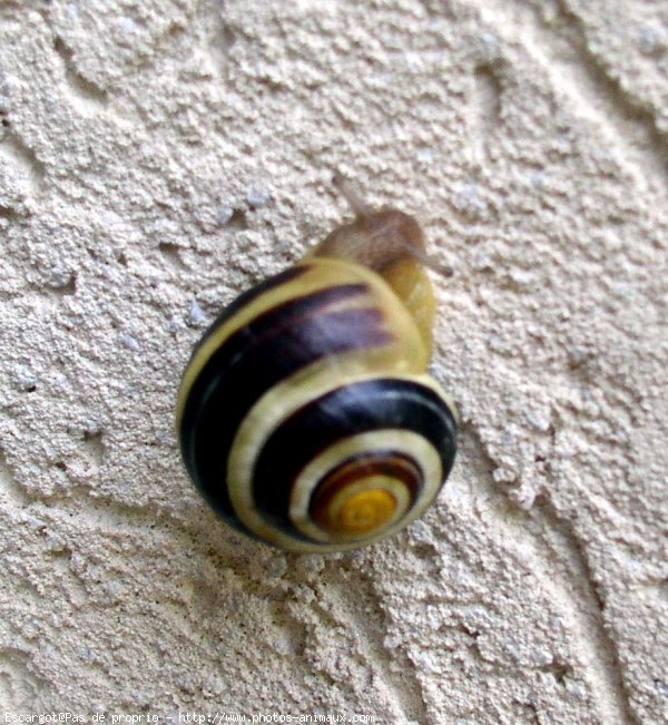 Photo d'Escargot