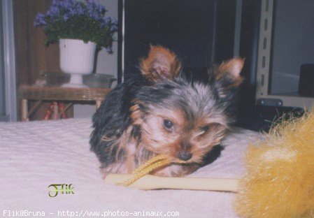 Photo de Yorkshire terrier