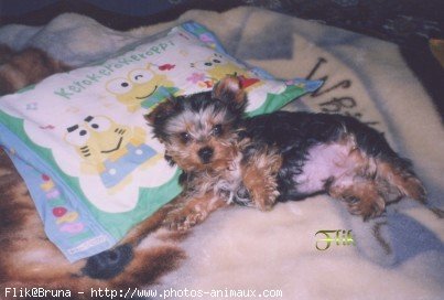 Photo de Yorkshire terrier