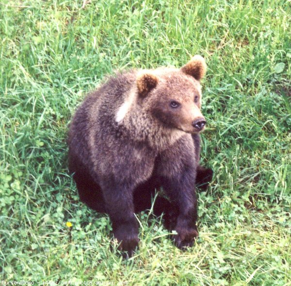 Photo d'Ours