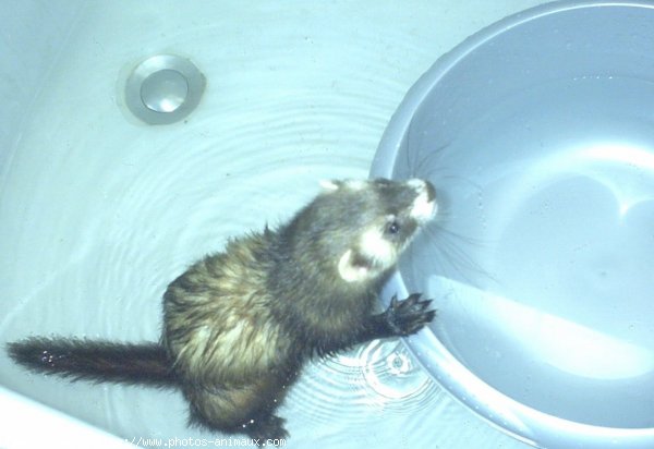 Photo de Furet