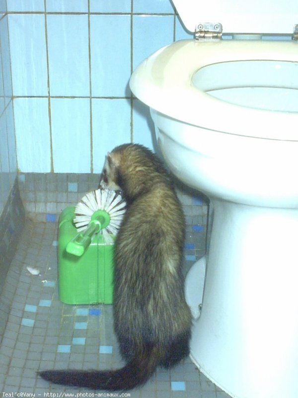 Photo de Furet