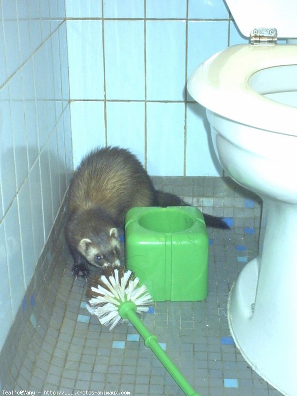 Photo de Furet