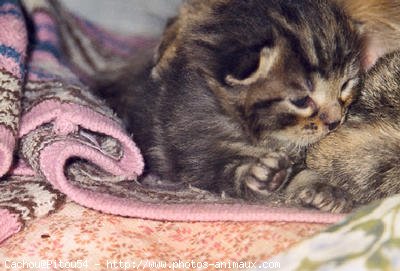 Photo de Chat domestique