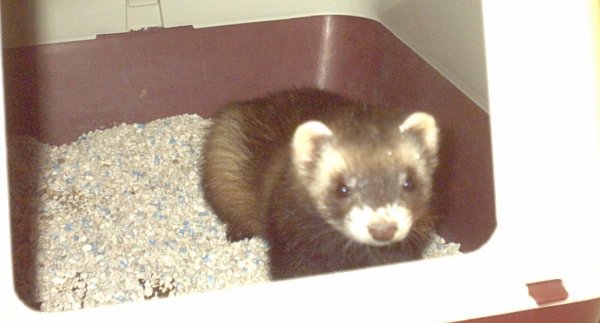 Photo de Furet