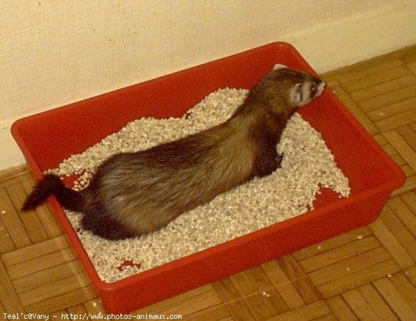 Photo de Furet